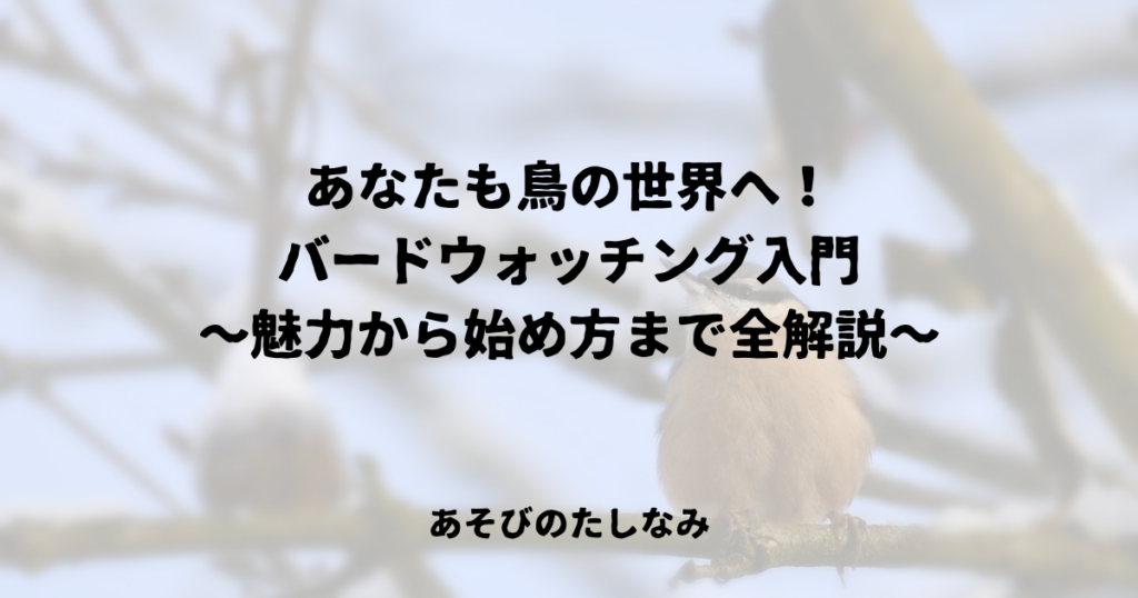 なたも鳥の世界へ！バードウォッチング入門～魅力から始め方まで全解説～